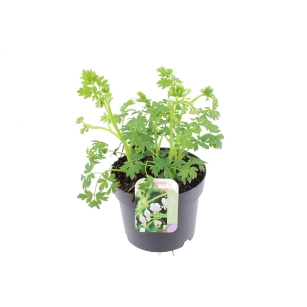 <h4>Dicentra spectabilis Alba</h4>