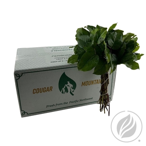 Salal Mini Cougar