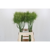 Allium Catweazle