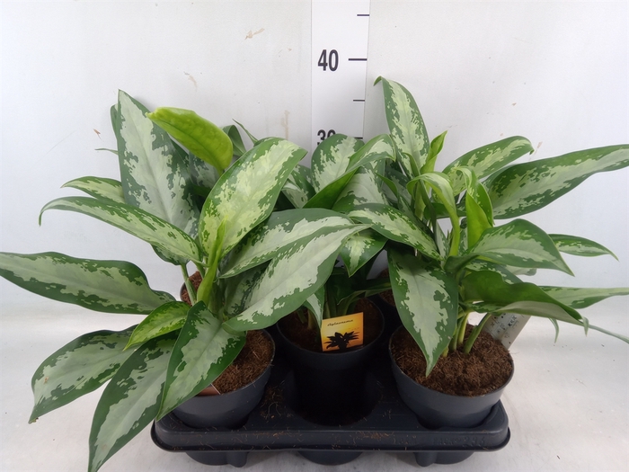 <h4>Aglaonema  'Maria'</h4>