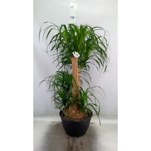 Beaucarnea recurvata