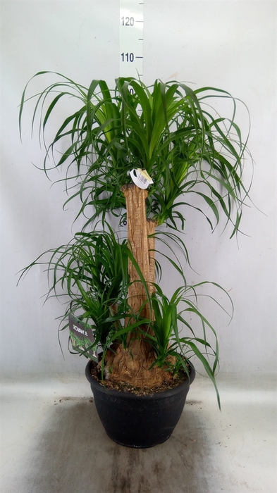 <h4>Beaucarnea recurvata</h4>