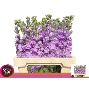 VIOLIER MATHILDA LAVENDER