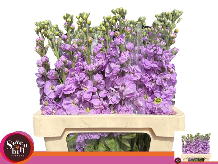 <h4>VIOLIER MATHILDA LAVENDER</h4>