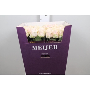 R Gr Sweet Avalanch+