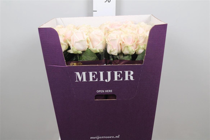 <h4>R Gr Sweet Avalanch+</h4>