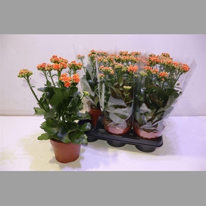 Kal Ge Volcan Orange