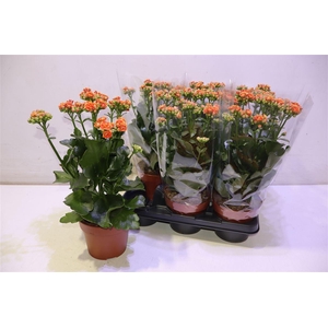 Kal Ge Volcan Orange