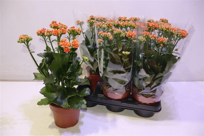 <h4>Kal Ge Volcan Orange</h4>