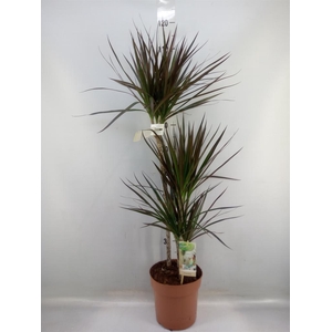 Dracaena marg. 'Magenta'