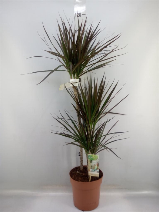 <h4>Dracaena marg. 'Magenta'</h4>