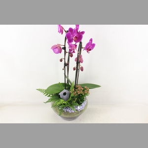 arr2 PL - Glas Olay phal lila