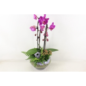 arr2 PL - Glas Olay phal lila