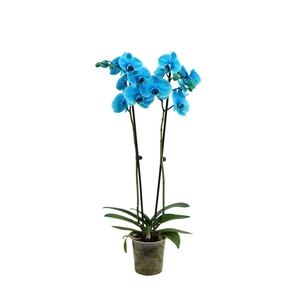Phal I Am Ocean Blue 2T18+ Lang