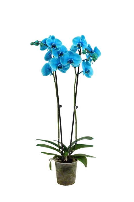 <h4>Phal I Am Ocean Blue 2T18+ Lang</h4>