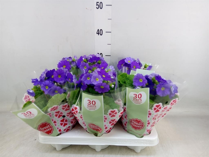 <h4>Primula obcon. 'Touch Me Dark Blue'</h4>