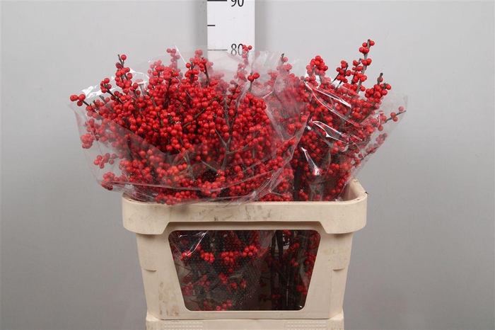 <h4>Ilex Ve Rode Bes</h4>