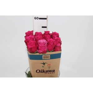 ROSA LOLA 050 CM PINK ESTUFA