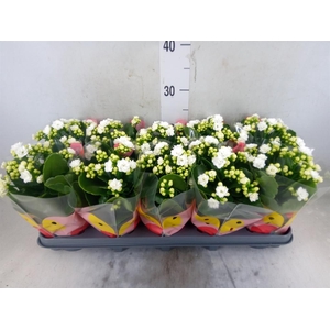 Kalanchoe  'RoseFlow Greta'