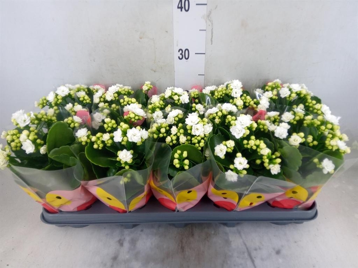 <h4>Kalanchoe  'RoseFlow Greta'</h4>