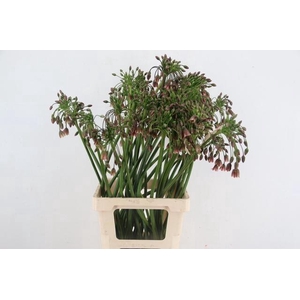 NECT SICULUM BULGAR