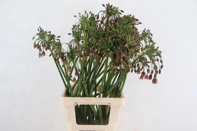 <h4>NECT SICULUM BULGAR</h4>