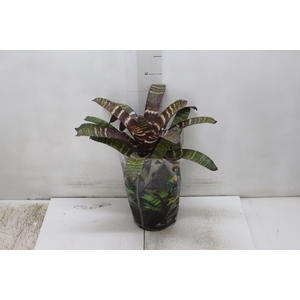 BROMELIA VRIESEA RED CHESTNUT P17