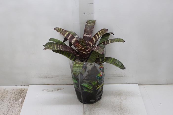 <h4>BROMELIA VRIESEA RED CHESTNUT P17</h4>