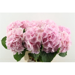 Hydr M Verena Pink 60-20