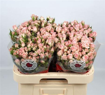 <h4>R Tr Fleurette</h4>