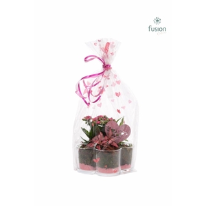 Glazen Bloemschaalmet Arrangement