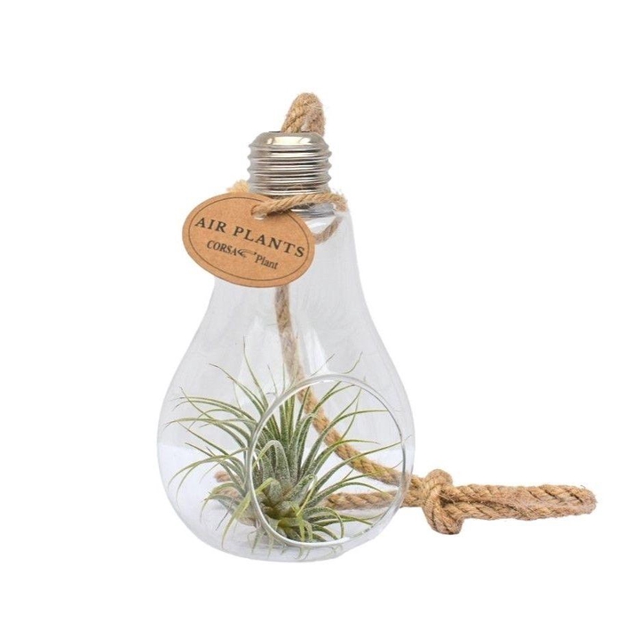 <h4>ARR TILLANDSIA</h4>