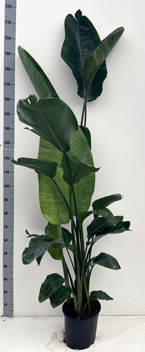 <h4>STRELITZIA NICOLAI</h4>