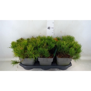 Pinus mugo var. pumilio