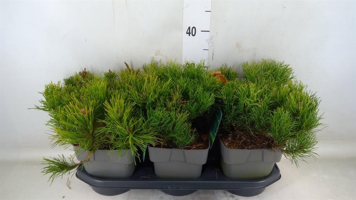 <h4>Pinus mugo var. pumilio</h4>