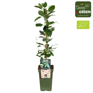 Actinidia arguta Issai