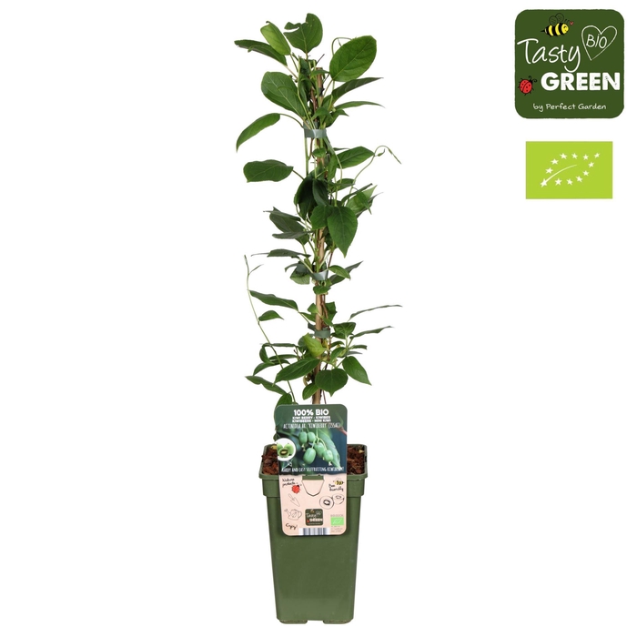 <h4>Actinidia arguta Issai</h4>