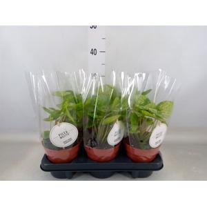 Pilea peperomoides