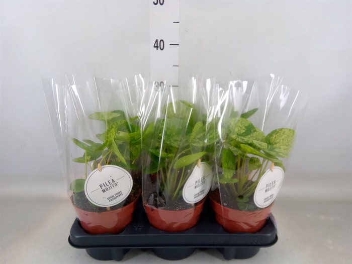 <h4>Pilea peperomoides</h4>