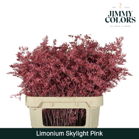 Limonium Skylight L80 Klbh. Roze