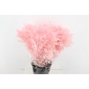 RUSCUS BLEACHED LIGHT PINK