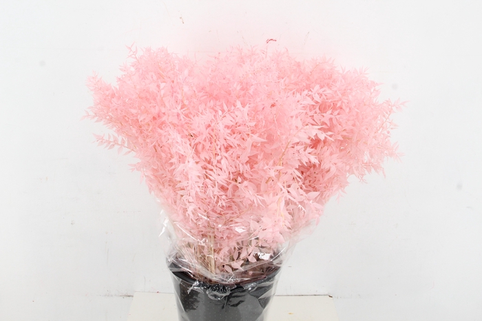 <h4>RUSCUS BLEACHED LIGHT PINK</h4>