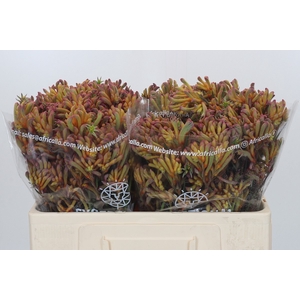 Anigozanthos Bush Blitz