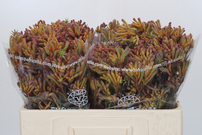 Anigozanthos Bush Blitz