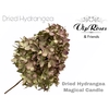 DRIED HYDRANGEA MAGICAL CANDLE