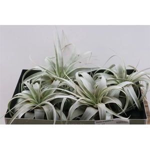 Tillandsia Xerographica X4