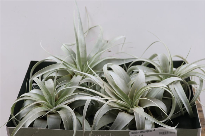 <h4>Tillandsia Xerographica X4</h4>