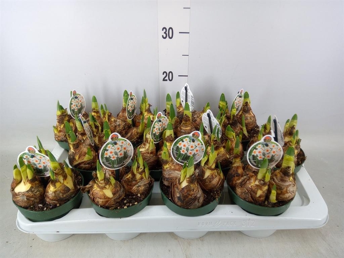 <h4>Narcissus   ...</h4>