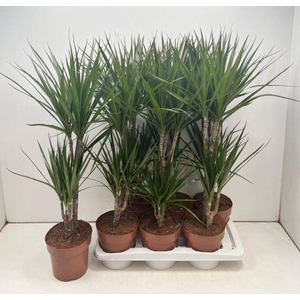 DRA MARGINATA