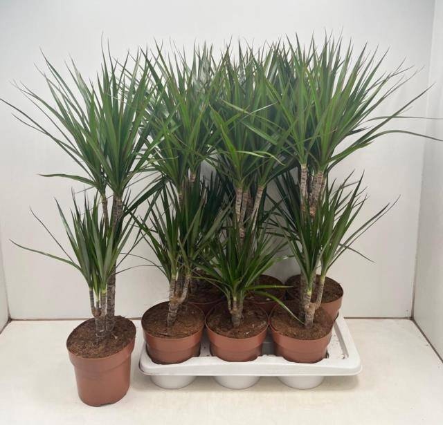 <h4>DRA MARGINATA</h4>